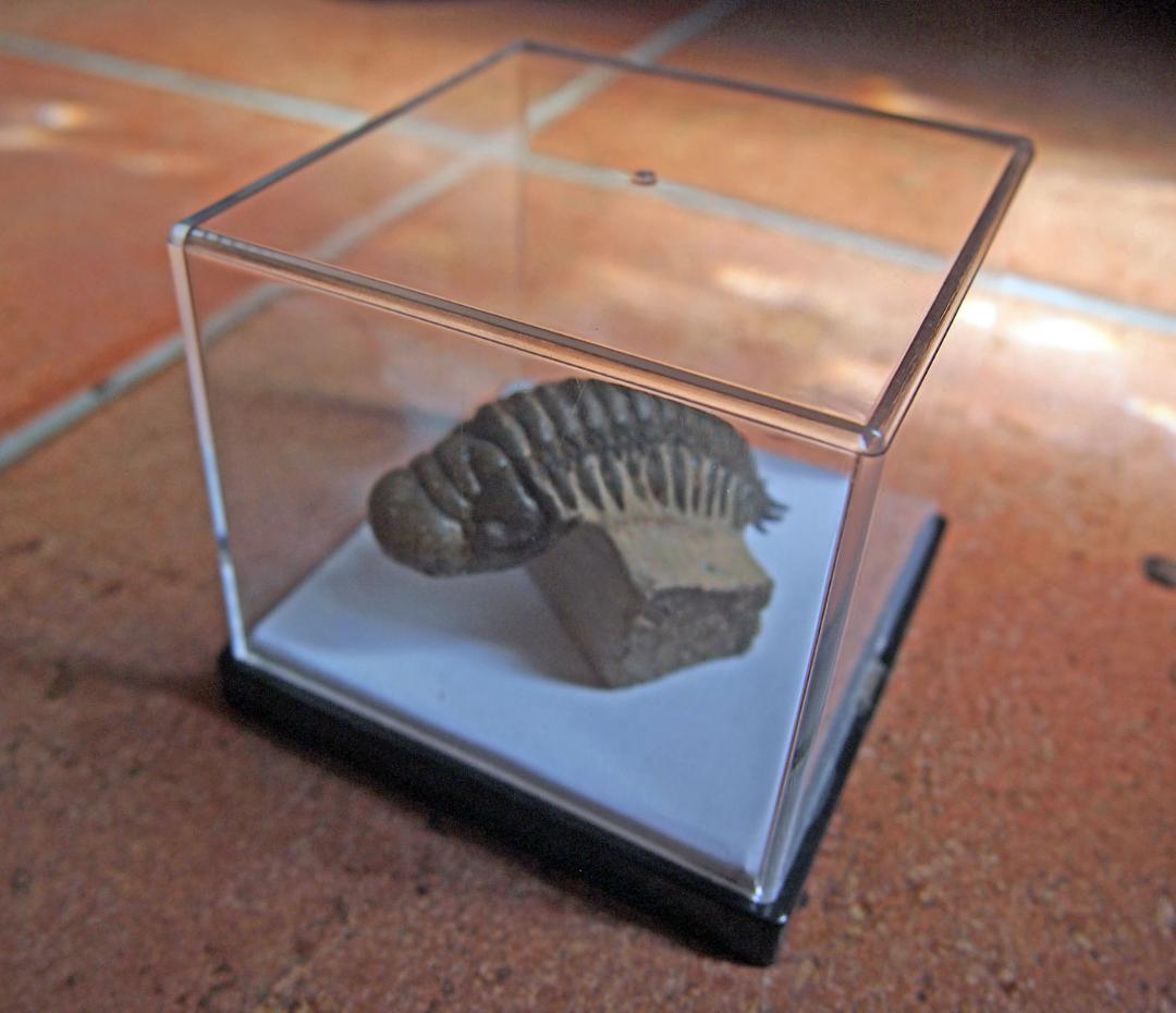 高品位 立体三葉虫 Crotarocephalus.sp