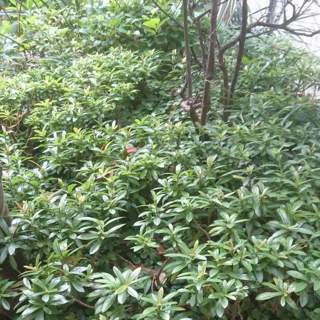 【掛軸 】人間国宝 玉那覇 有公