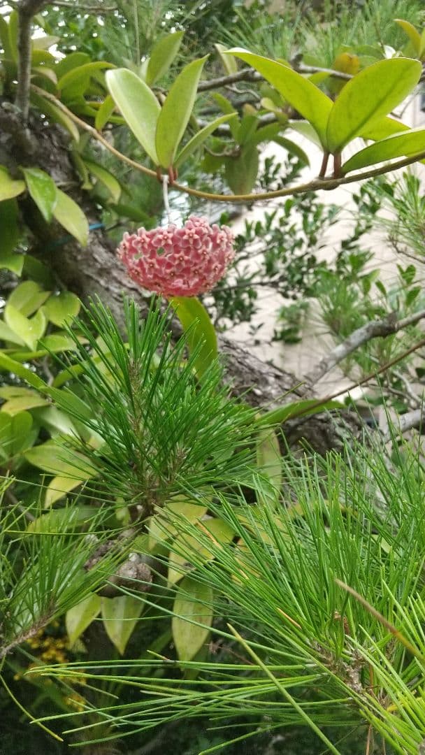 【掛軸 】人間国宝 玉那覇 有公