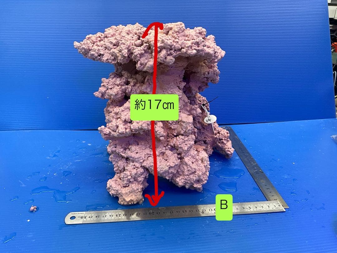 人工ライブロック　No.14 アク抜き済