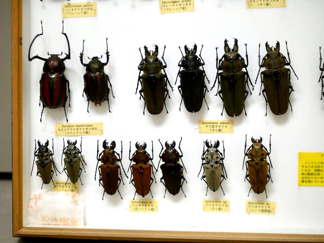 昆虫標本 テナガコガネ各種 クワガタモドキ 産地別コレクション研究用大型ドイツ箱
