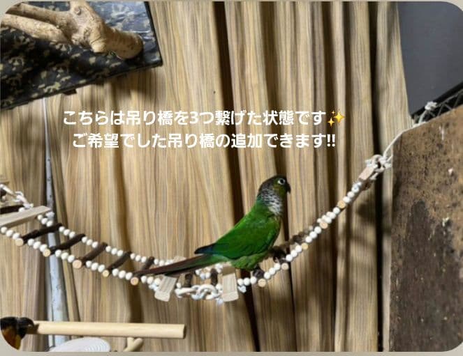 10　インコ　吊り下げアスレチック(大)　ブランコ　止まり木　バードトイ