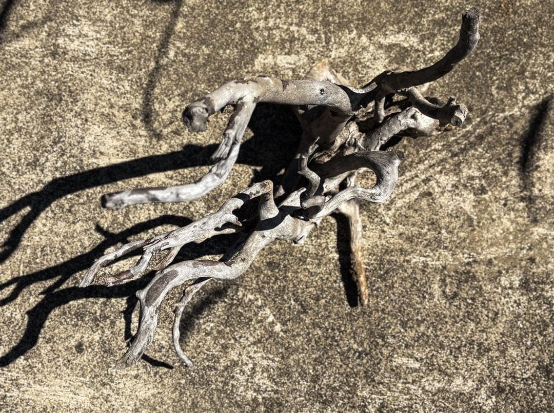 アクアデザインアマノ　ブランチウッド