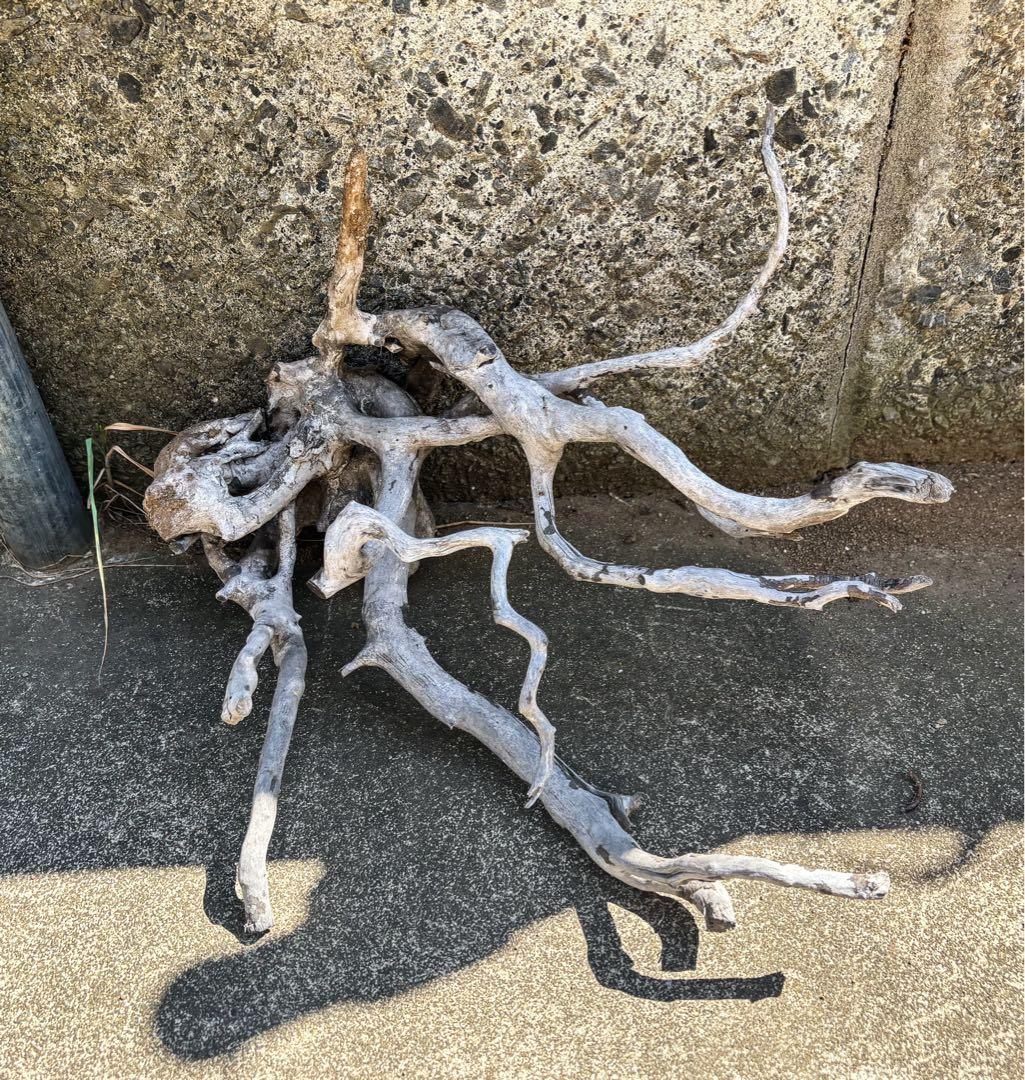 アクアデザインアマノ　ブランチウッド