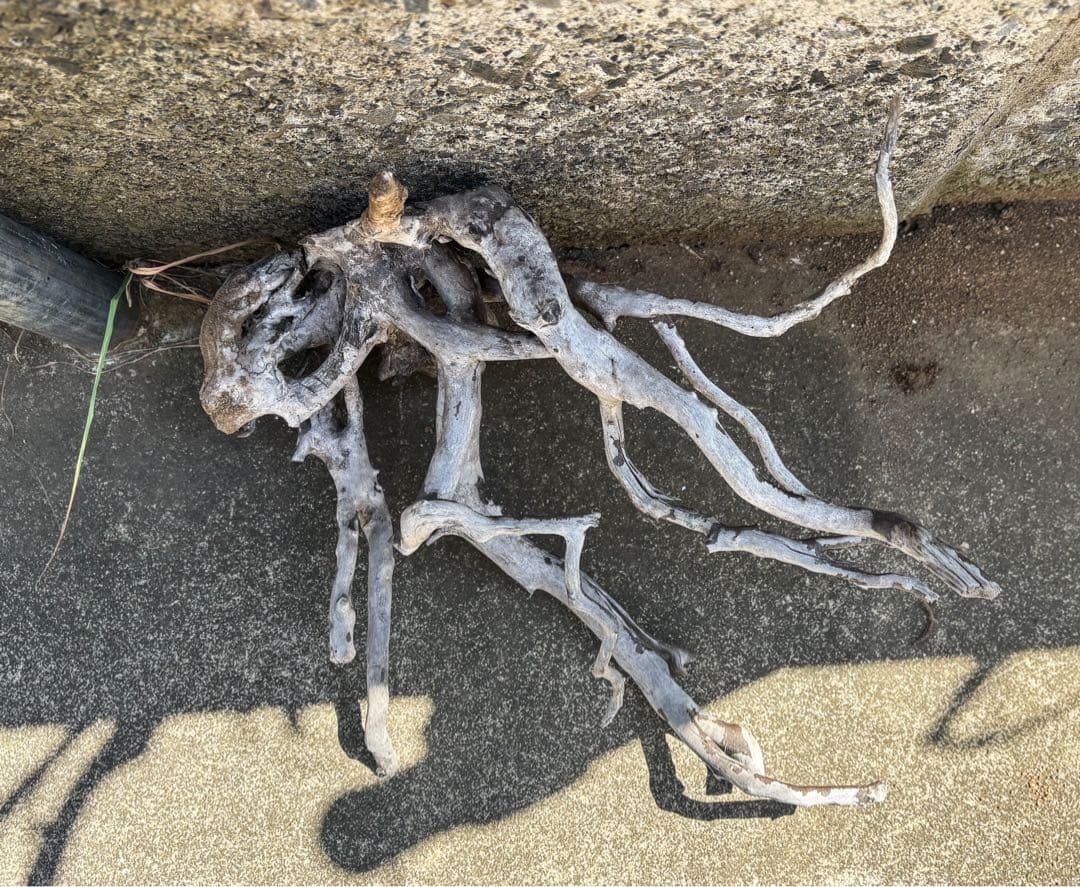 アクアデザインアマノ　ブランチウッド