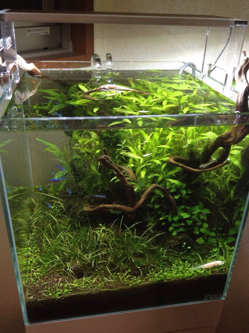 アクアデザインアマノ　ブランチウッド