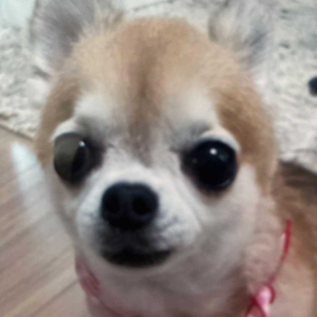 小型犬用手編み服　H&T