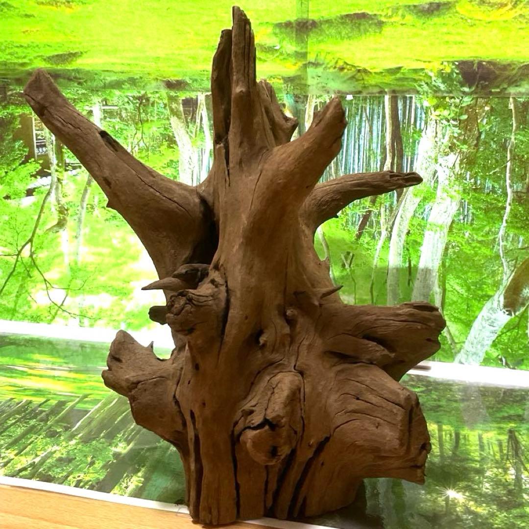 龍スケールです。イケメン朽ち木状ホーンウッド、他2点