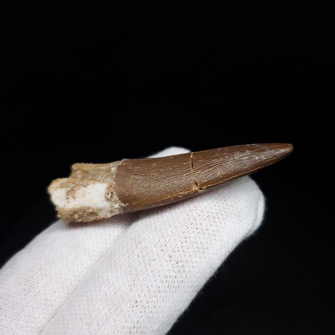 美品 プレシオサウルス 化石 歯 本物 44.80mm ケース付き pr127