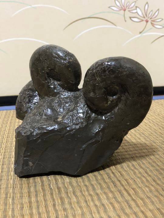 アンモナイトの化石