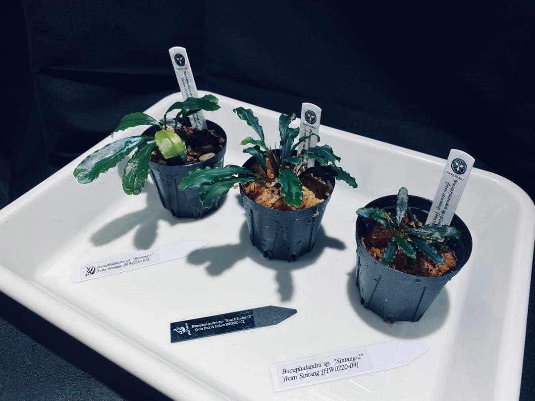 【HW便】ブセファランドラセット①