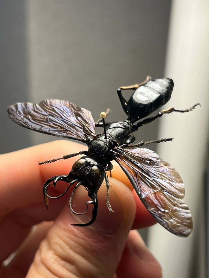 【大顎44mm】メガララガルーダ ハチ蜂スズメバチタランチュラホーク 昆虫標本