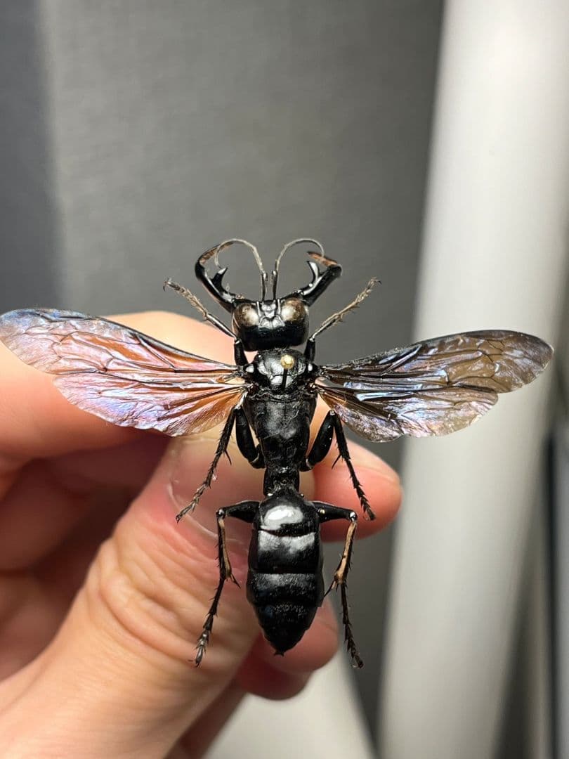 【大顎44mm】メガララガルーダ ハチ蜂スズメバチタランチュラホーク 昆虫標本