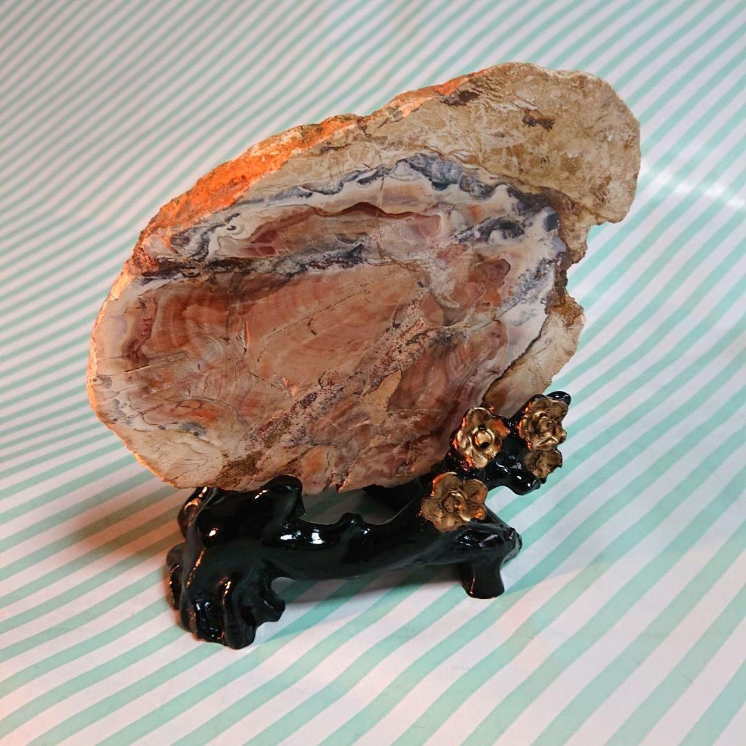 綺麗な化石 天然木 化玉原石