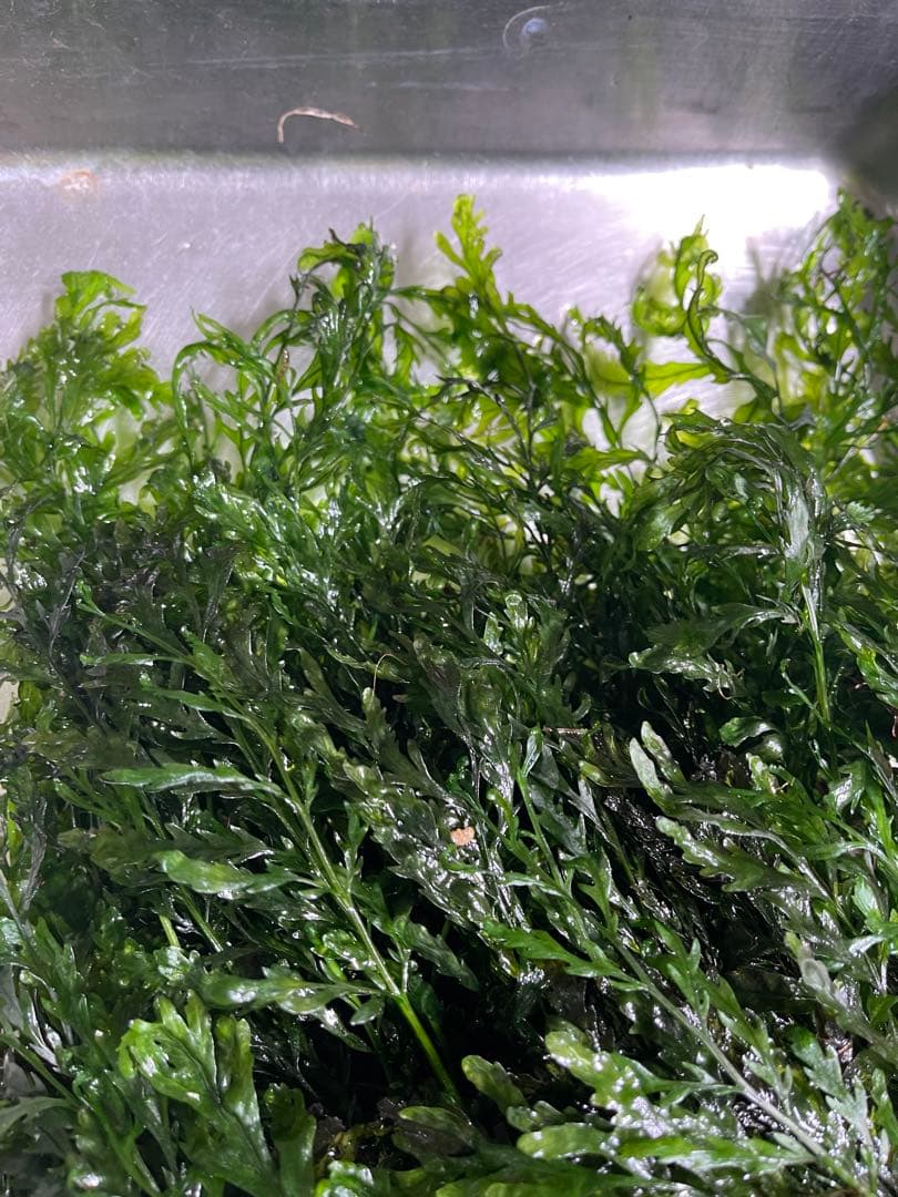 ボルビティス　ヒュデロッティ　大株