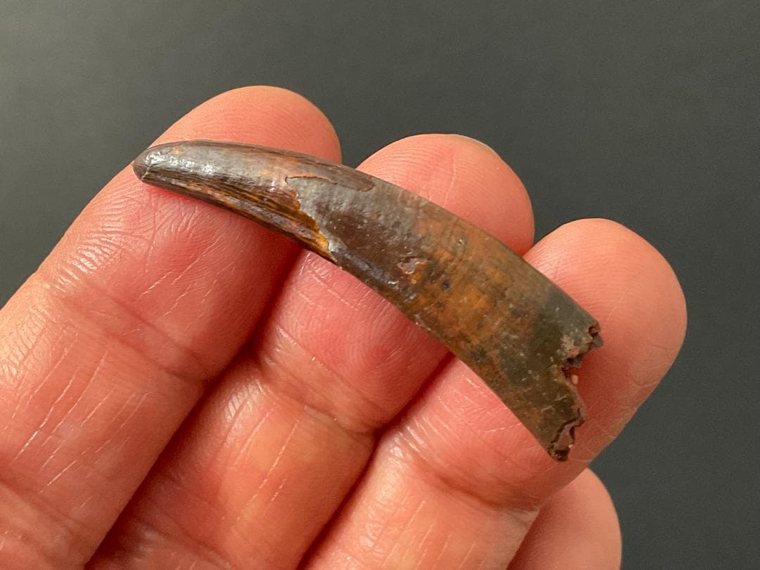 翼竜 コロボリンクスの歯 [PT19] 化石