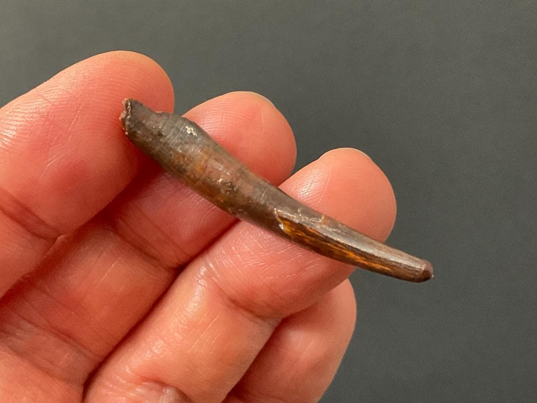 翼竜 コロボリンクスの歯 [PT19] 化石