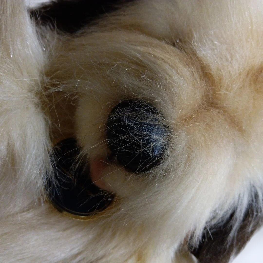 飾品＊犬＊ぬいぐるみ＊日本製