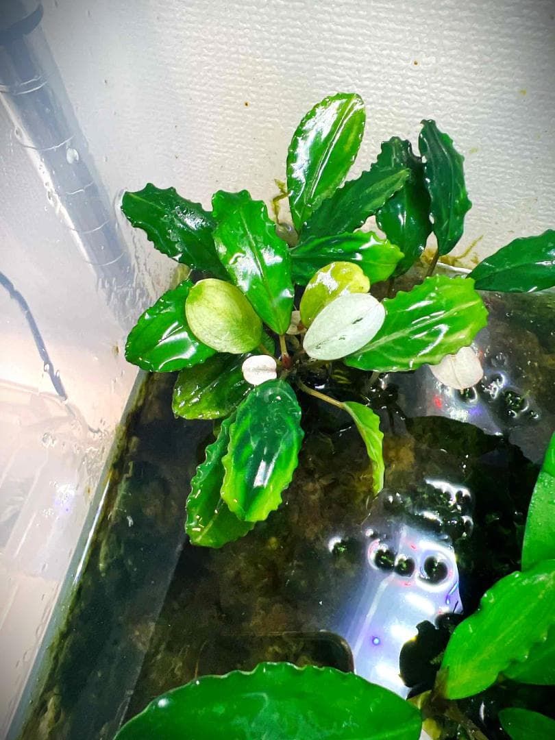 い*中様 【水草】ブセファランドラ sp. Blue Melon　(大株)