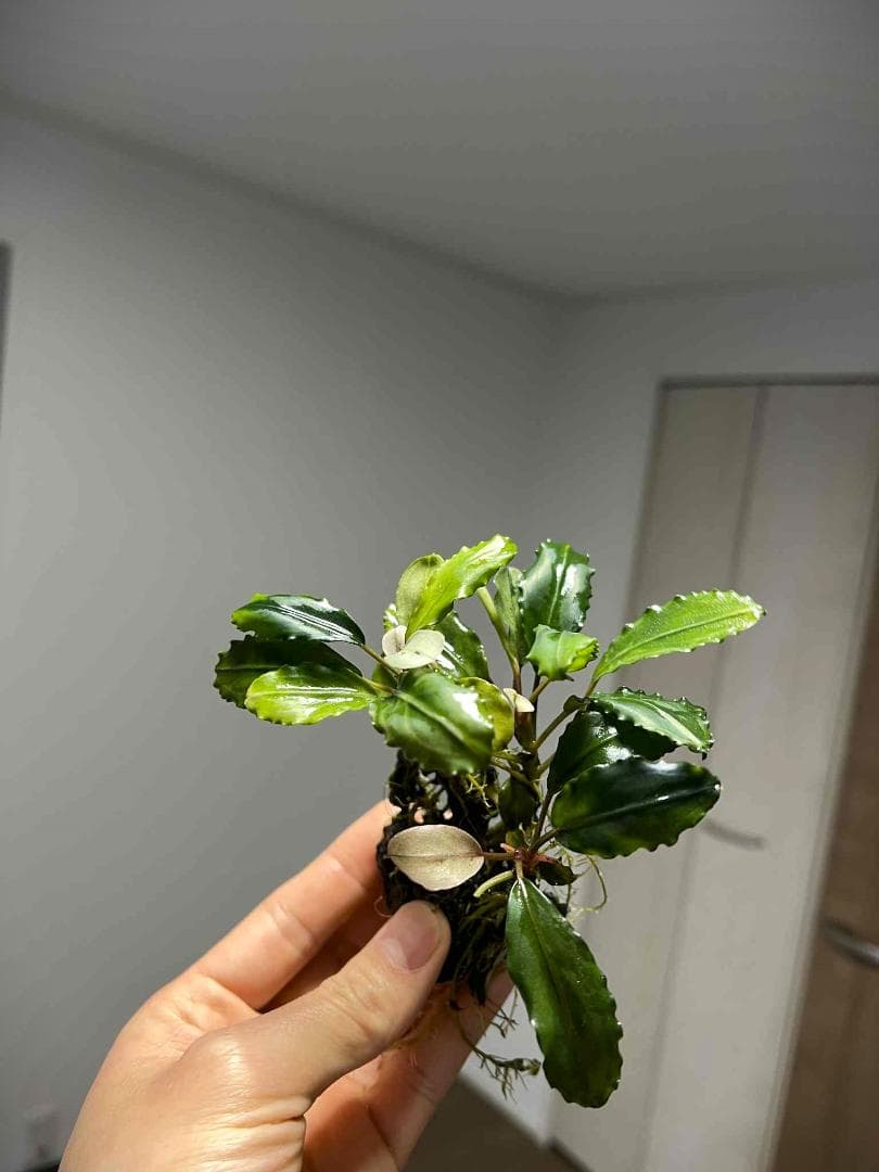 い*中様 【水草】ブセファランドラ sp. Blue Melon　(大株)