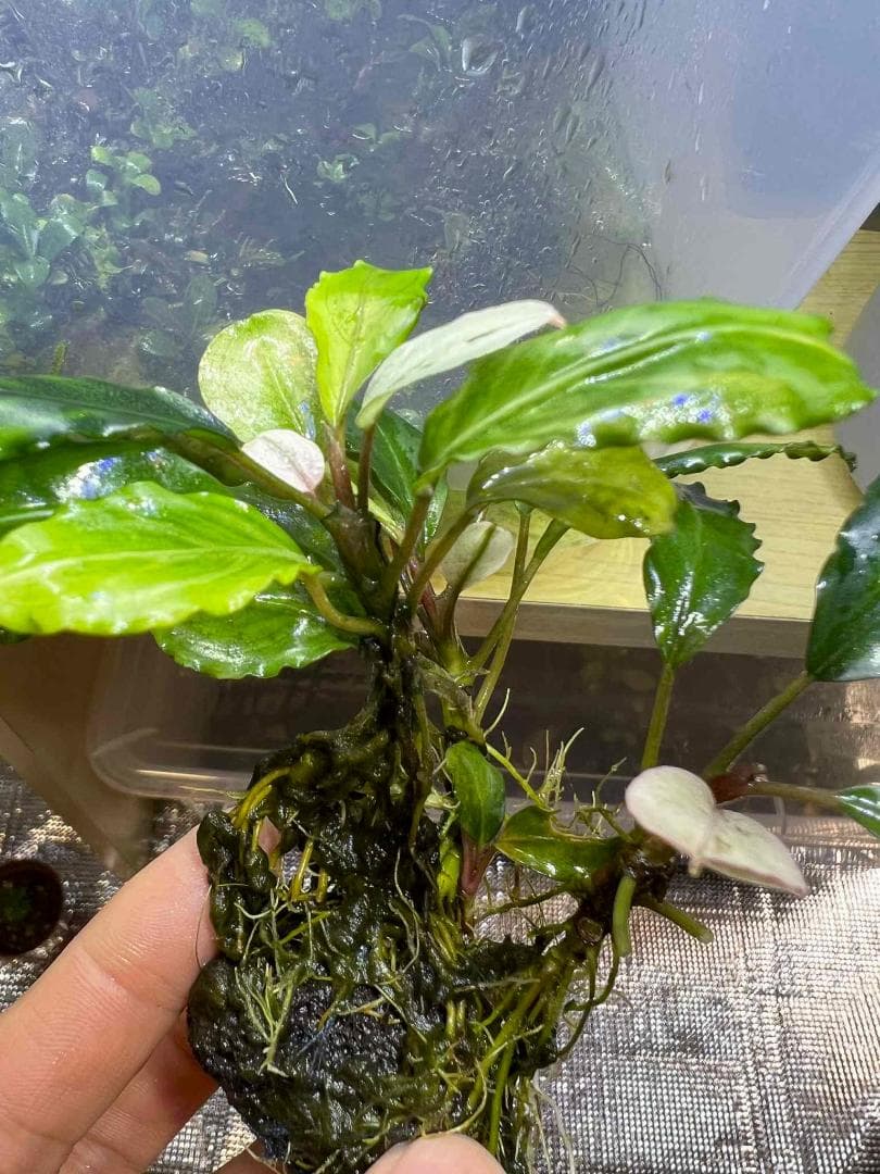 い*中様 【水草】ブセファランドラ sp. Blue Melon　(大株)