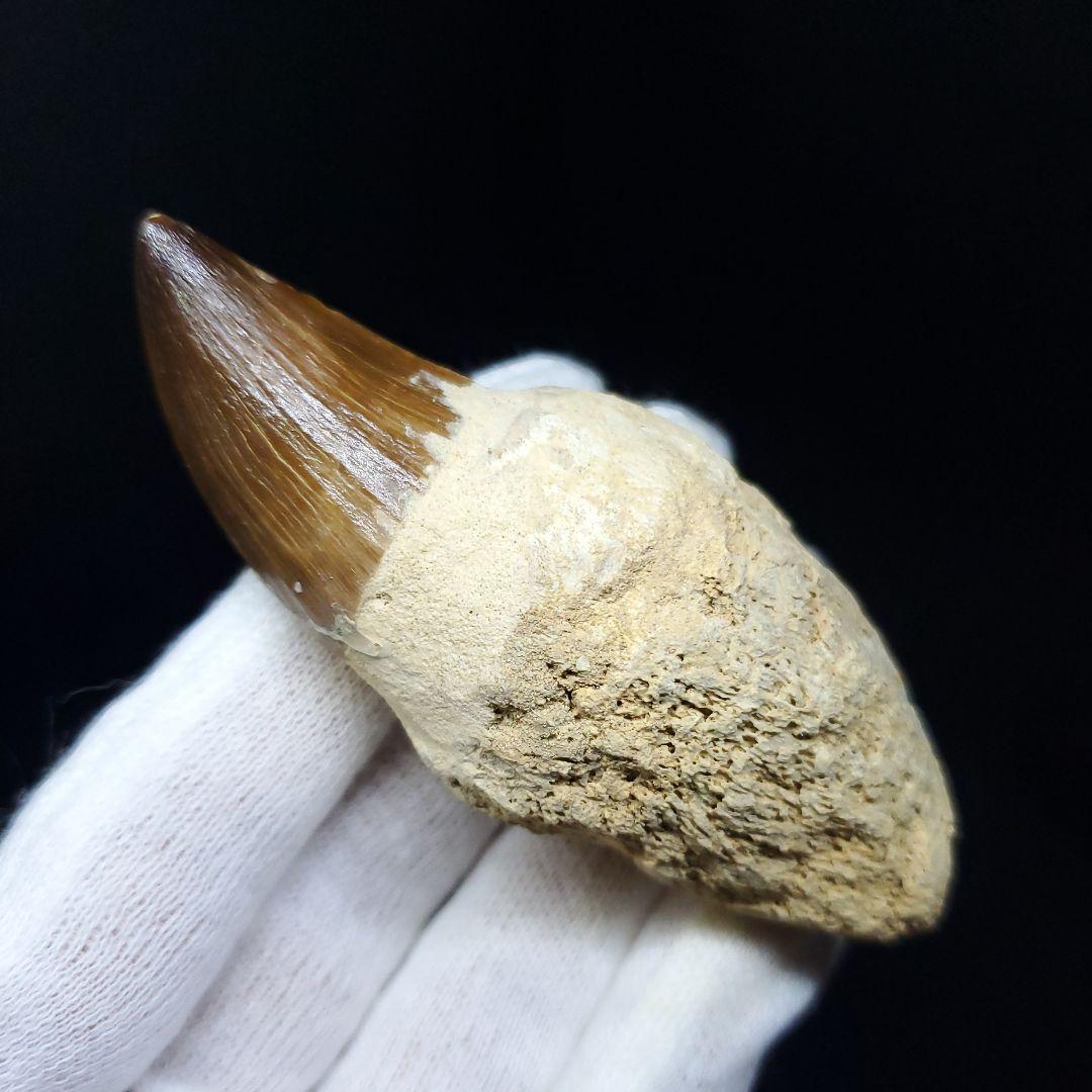 極上 歯根付き モササウルス 化石 歯 本物 78.25mm mos21