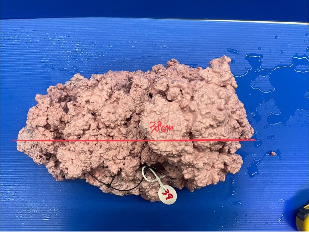 人工ライブロック　No.39. 無害化処理済
