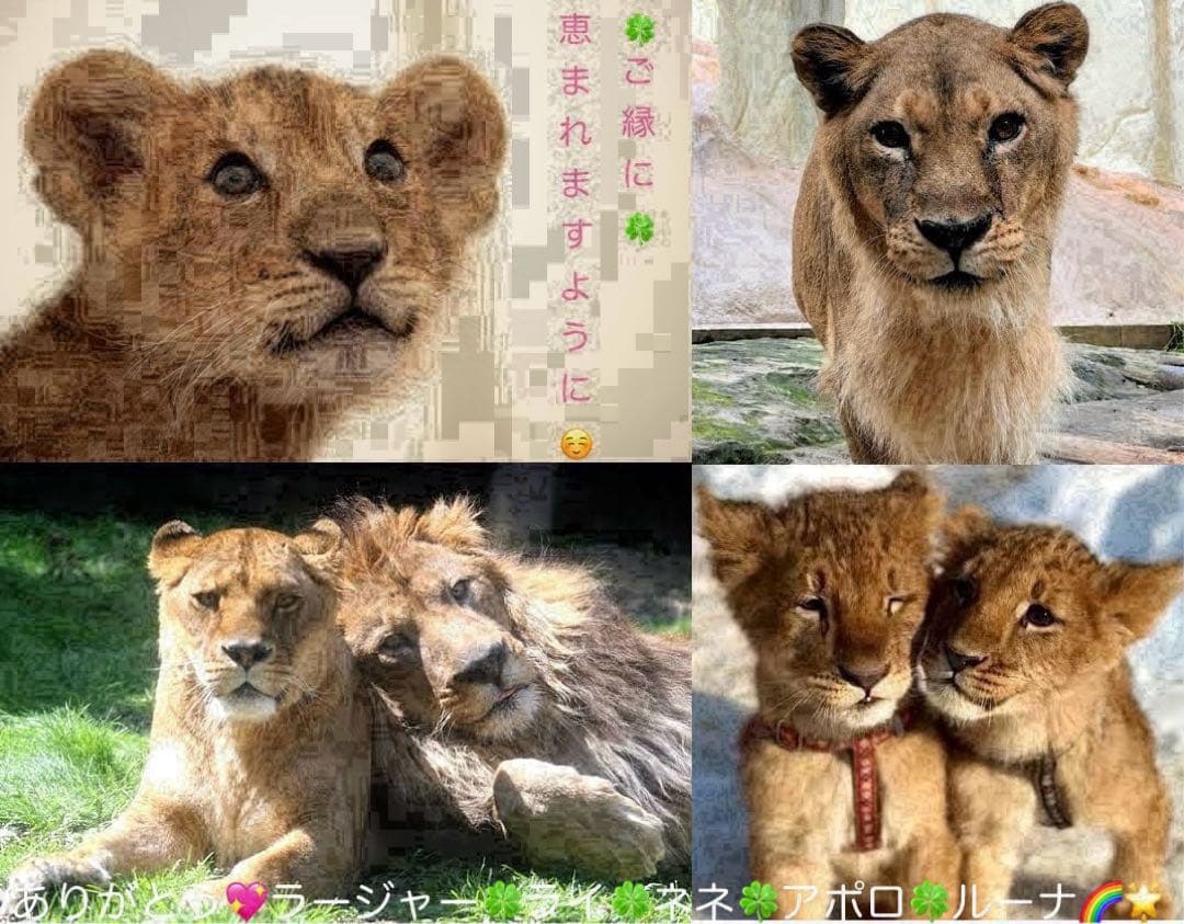 銀魂 クリアファイル 高杉晋助