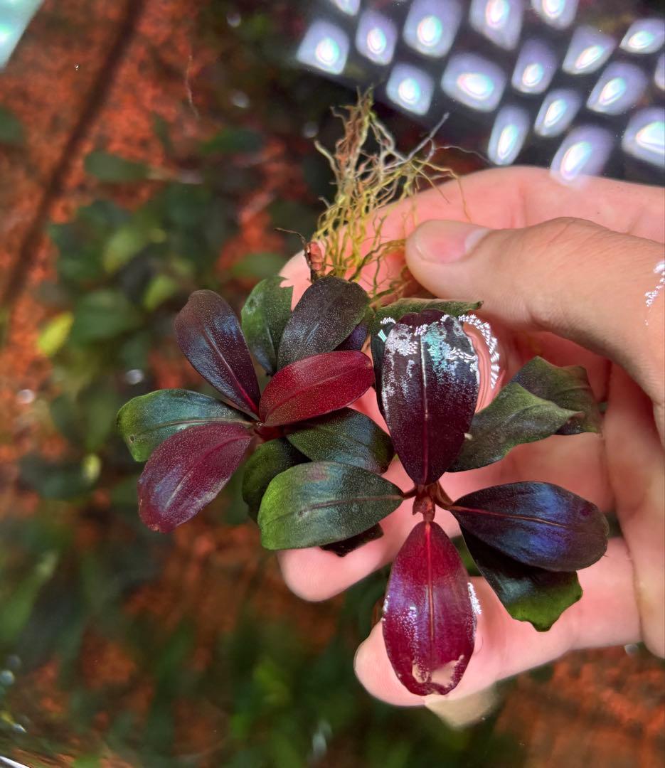 spクダラン様　ブセファランドラ ヘレナ２０１３、メタリック トリコロール