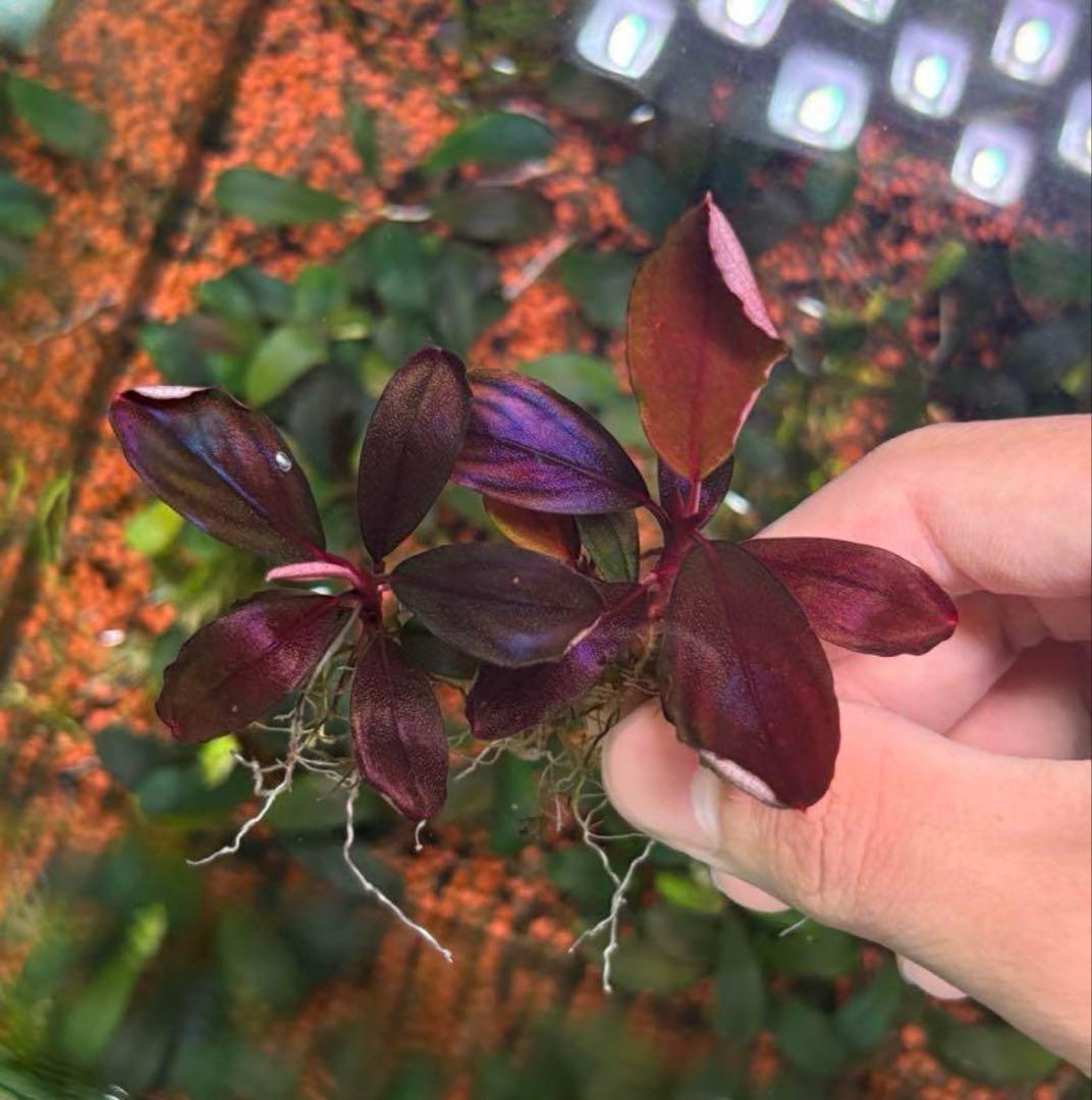 spクダラン様　ブセファランドラ ヘレナ２０１３、メタリック トリコロール