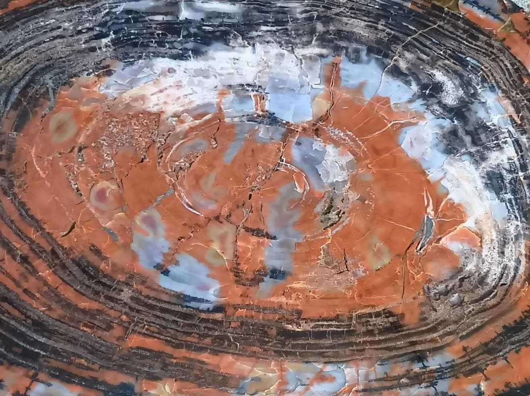 ペトリファイドウッド（珪化木）のオブジェ