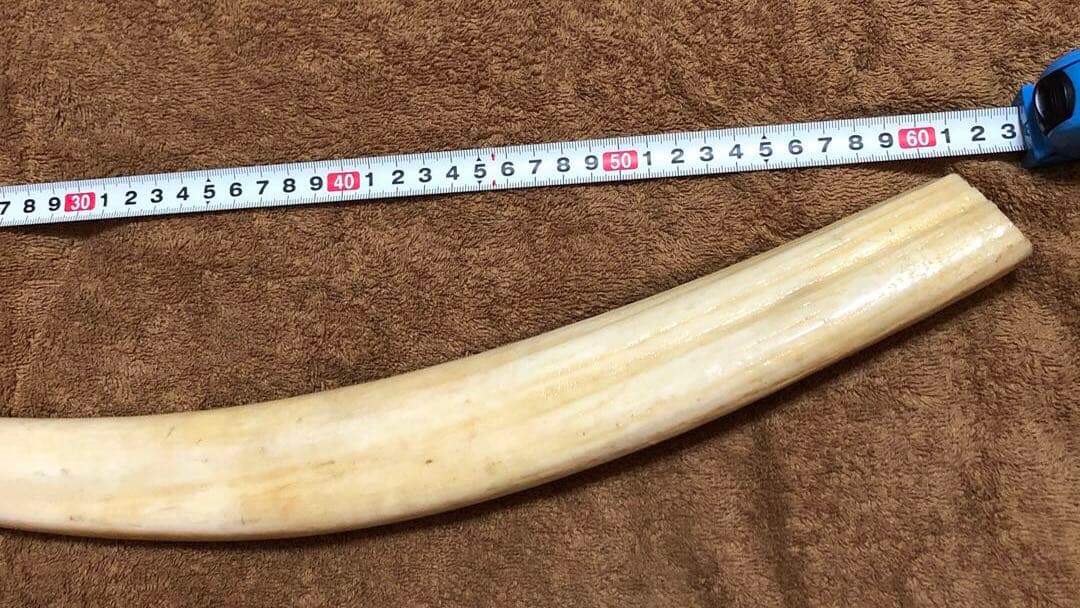 K*A様 セイウチ牙(マッコウ歯より希少)約1,100g