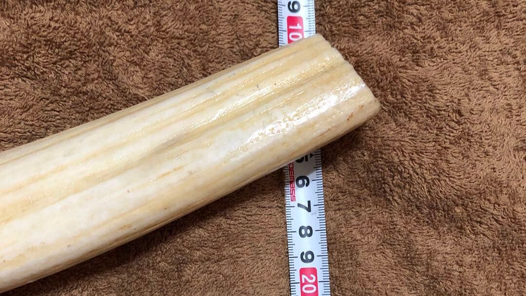K*A様 セイウチ牙(マッコウ歯より希少)約1,100g