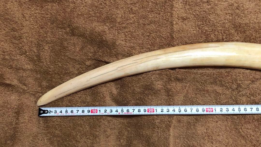 K*A様 セイウチ牙(マッコウ歯より希少)約1,100g