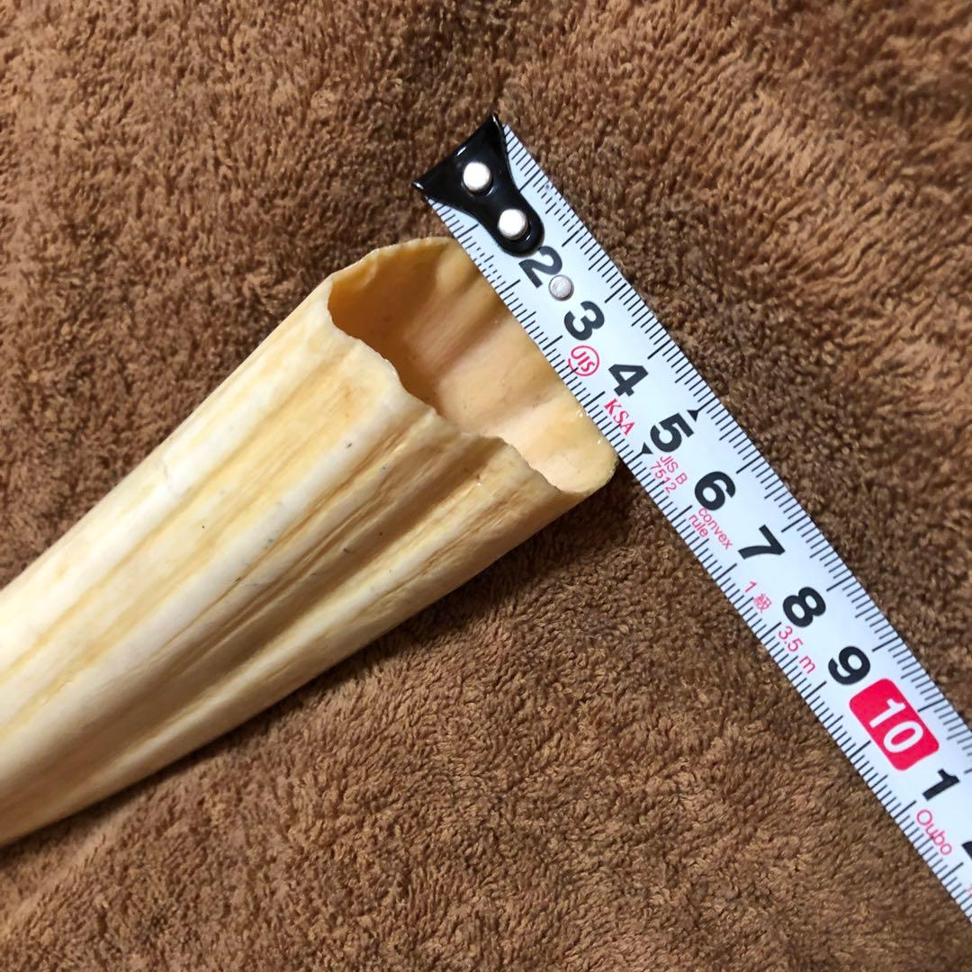 K*A様 セイウチ牙(マッコウ歯より希少)約1,100g