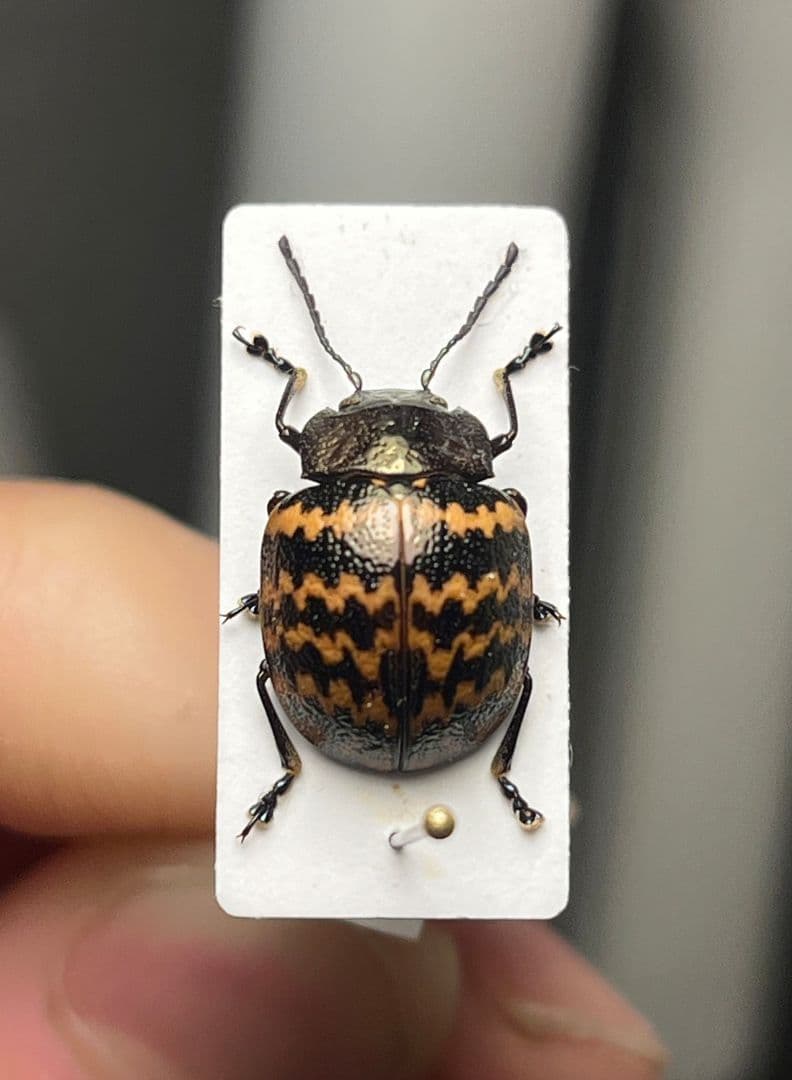 【13mm】ダンダラズングリハムシ とんでもない甲虫 昆虫標本 標本 コブハムシ