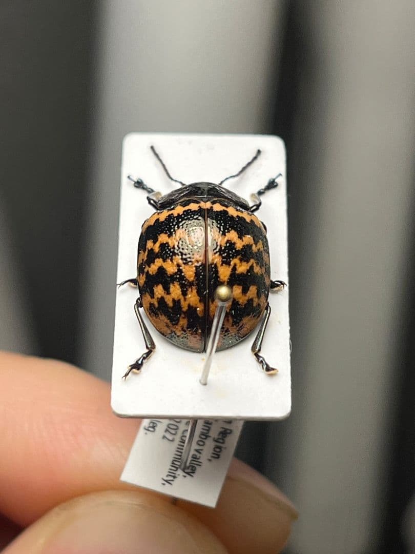 【13mm】ダンダラズングリハムシ とんでもない甲虫 昆虫標本 標本 コブハムシ