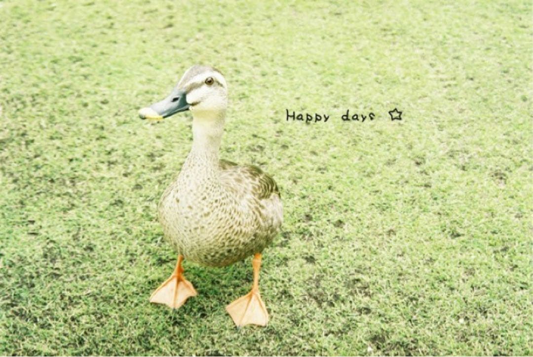 Fujifilm NATURA CLASSICA コンパクトカメラ