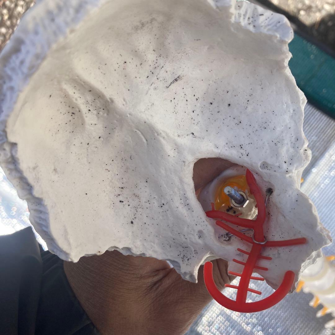 美品 脊柱(背骨)可動模型 スタンド付き　1