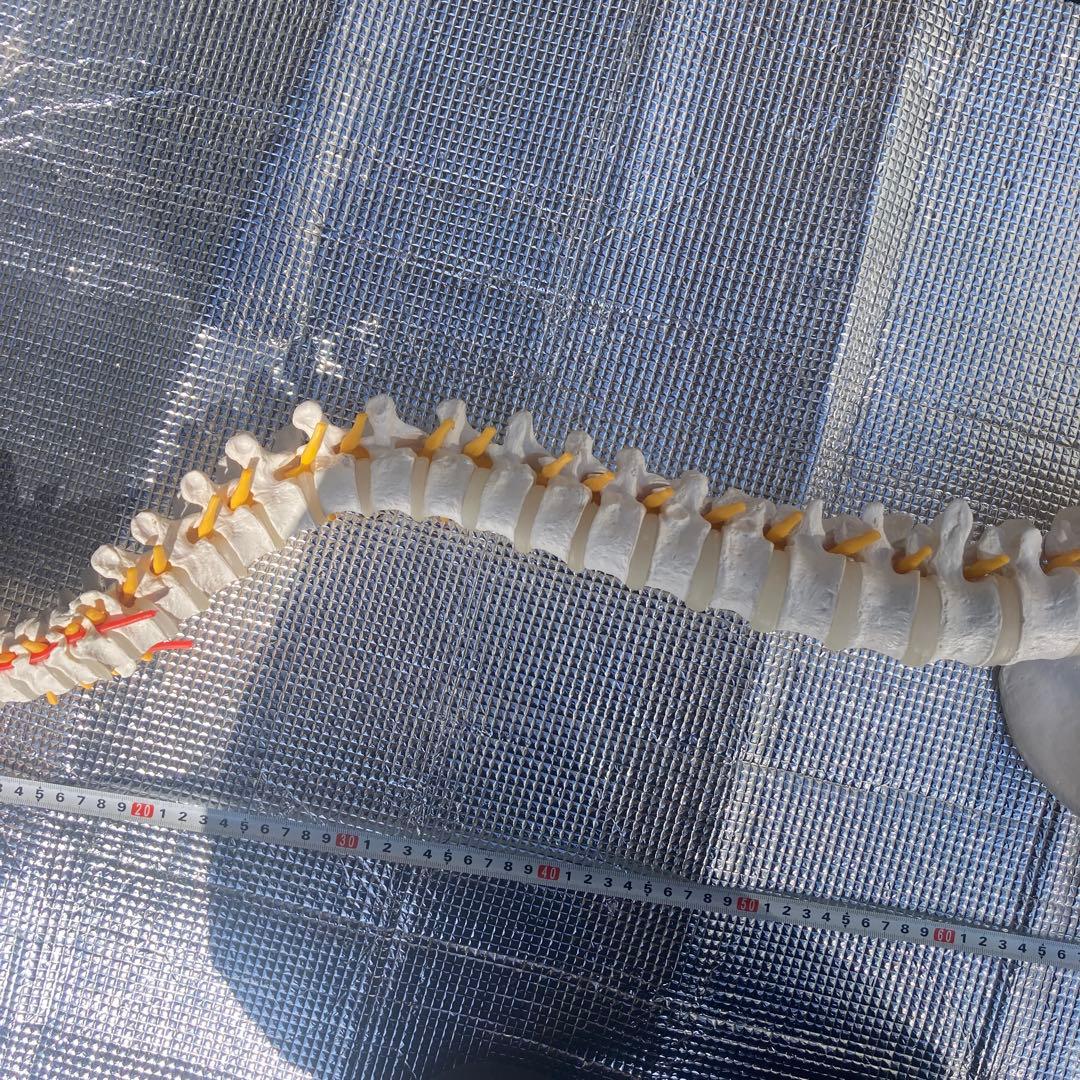 美品 脊柱(背骨)可動模型 スタンド付き　1