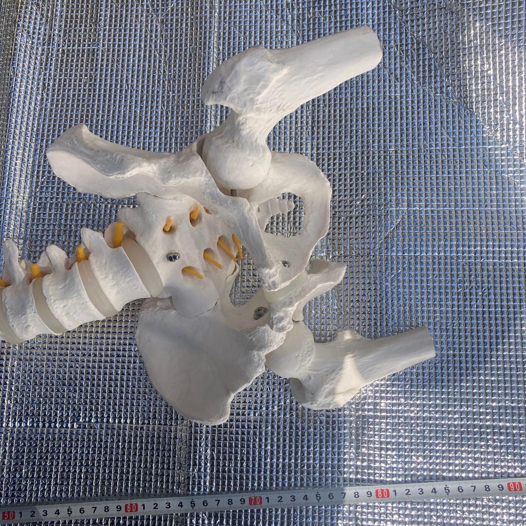 美品 脊柱(背骨)可動模型 スタンド付き　1