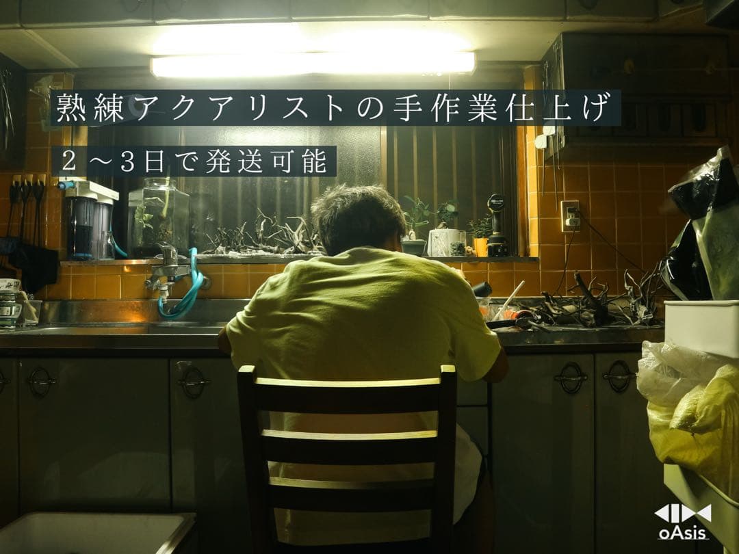 アクアリウム 流木 レイアウトセット 30cm 熱帯魚・水草水槽用