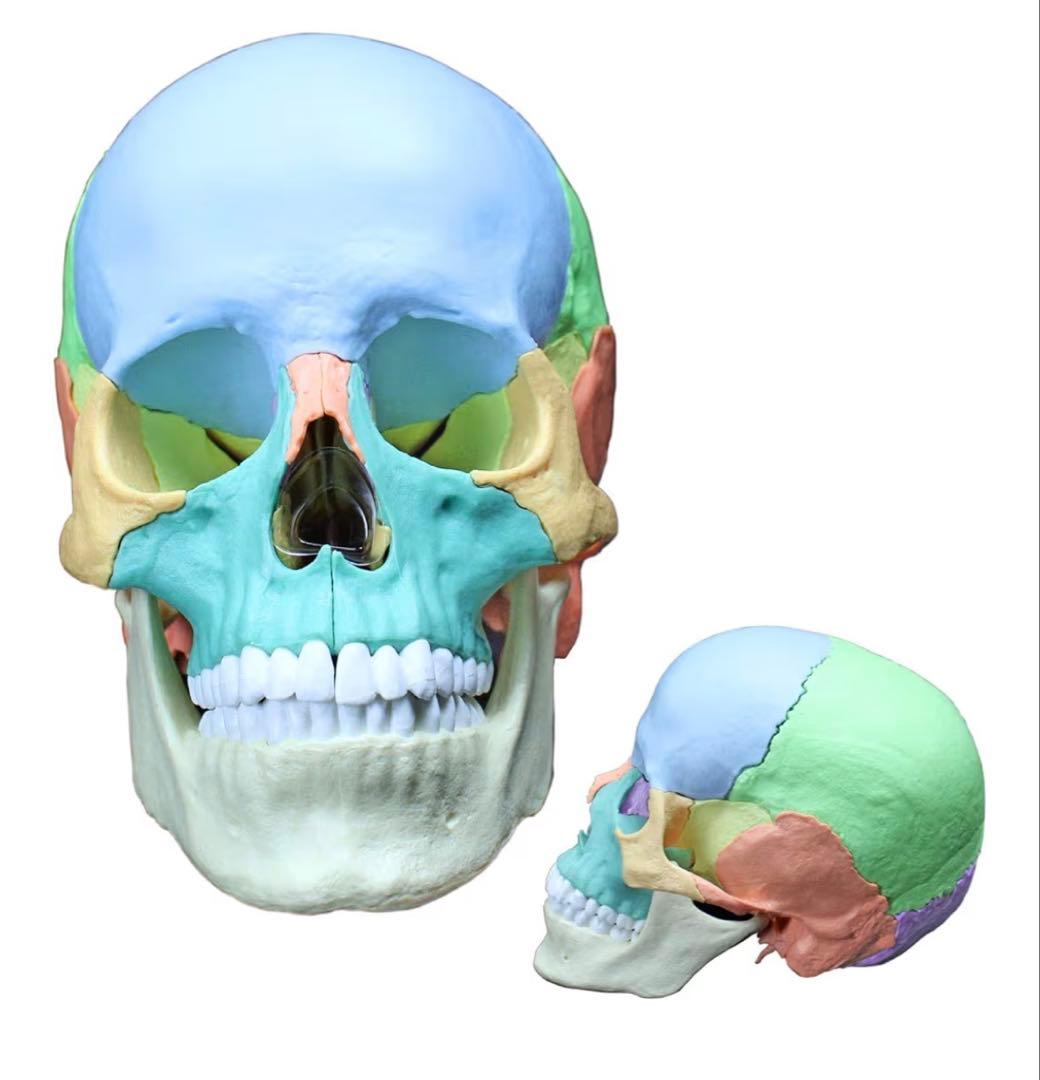 ERLER ZIMMER ２２分割 マグネット式頭蓋骨模型
