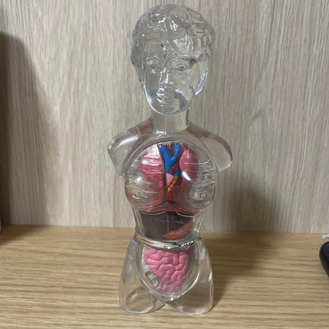人体解剖模型 透明ボディ 内臓パーツ付き 教材用 Ln572