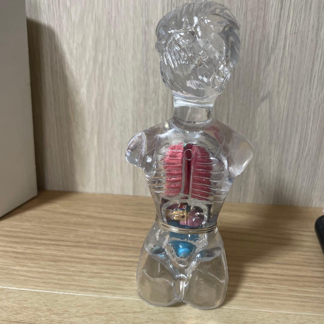 人体解剖模型 透明ボディ 内臓パーツ付き 教材用 Ln572