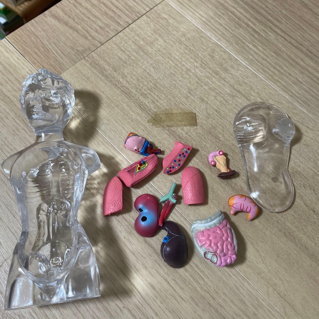 人体解剖模型 透明ボディ 内臓パーツ付き 教材用 Ln572