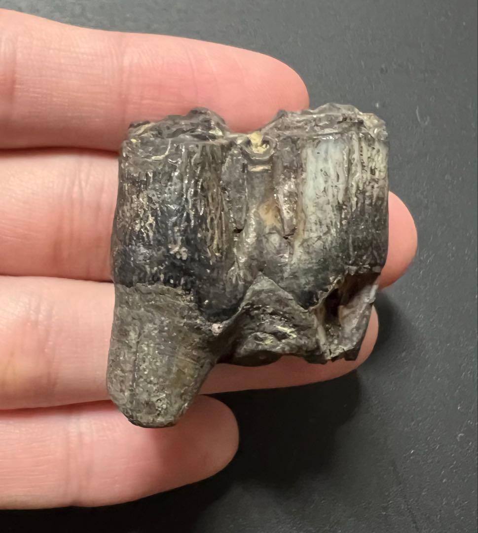 オオツノジカの歯　化石　哺乳類　氷河期　アイルランド