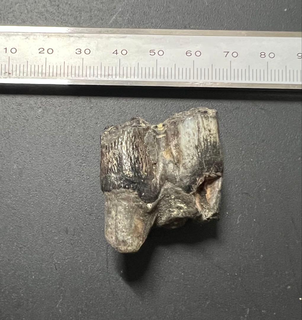 オオツノジカの歯　化石　哺乳類　氷河期　アイルランド