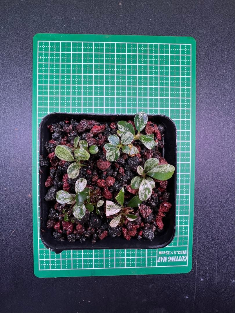 水草 Bucephalandra sp. Varigata