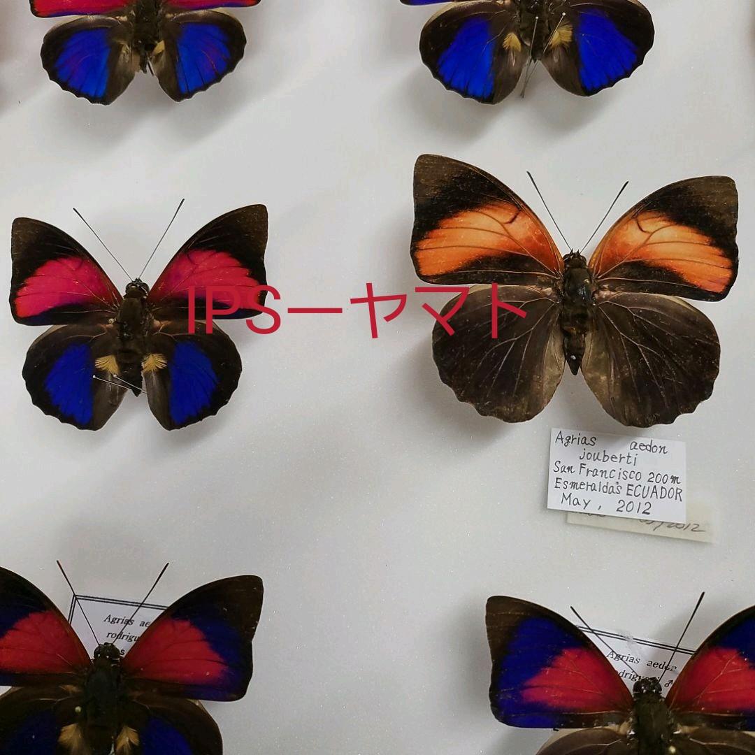 特別価格　コレクションシリーズアグリアス アエドン　ジョベルティーPA